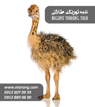 جوجه شتر مرغ دو ماهه